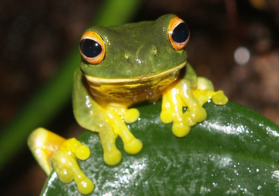 'orange eyed green tree frog' by Madsvisions is licensed under CC BY-SA 2.0.